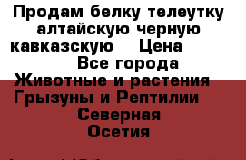 Продам белку телеутку алтайскую,черную кавказскую. › Цена ­ 5 000 - Все города Животные и растения » Грызуны и Рептилии   . Северная Осетия